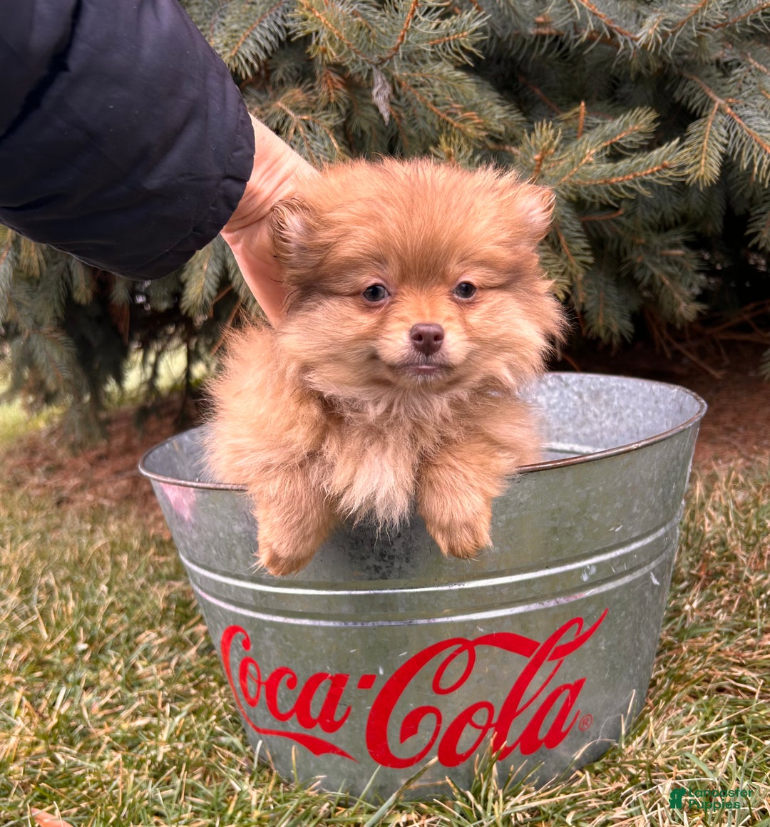 Pomeranian dogs for sale: Nutmeg - Ad 4