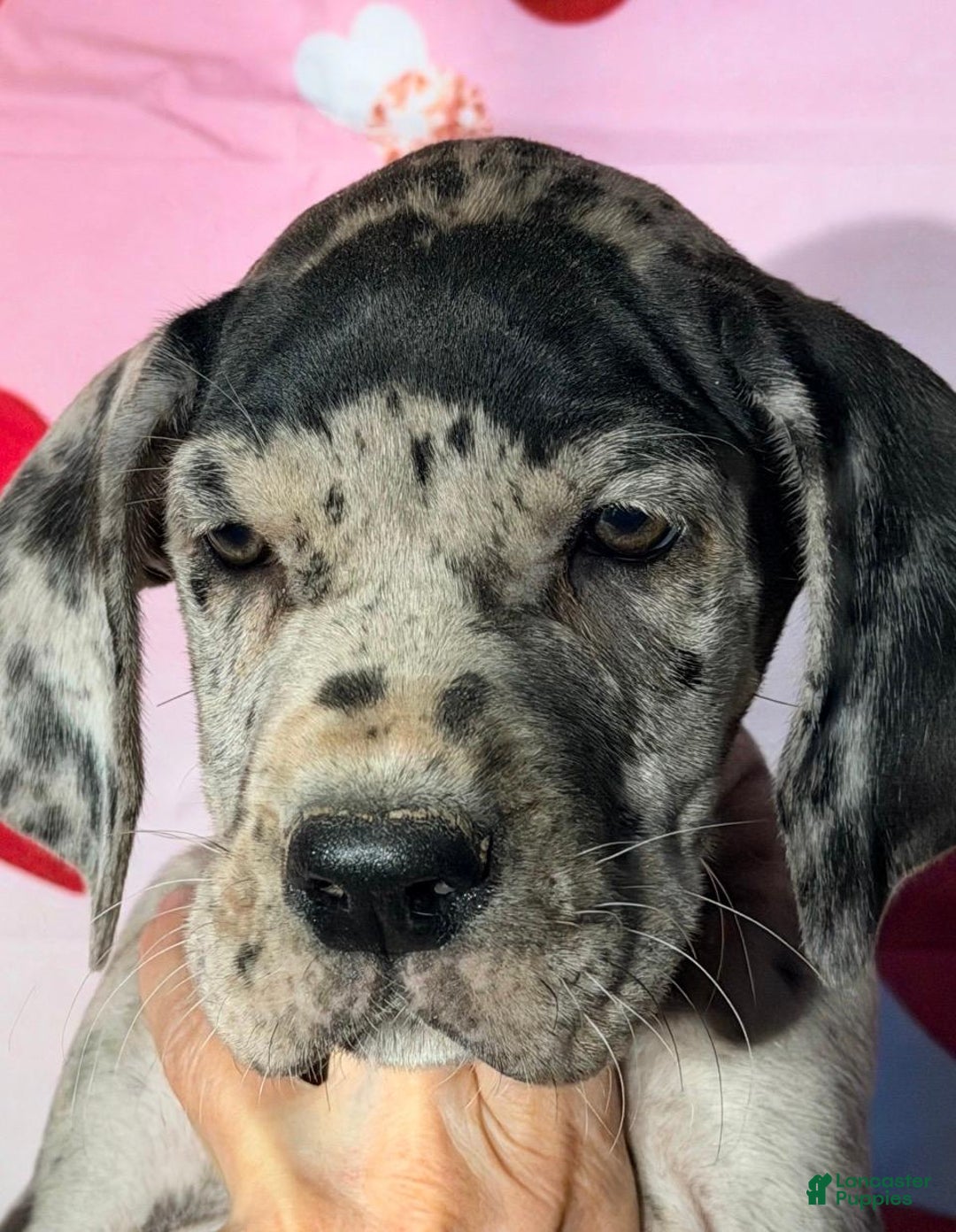 Great Dane dogs for sale: AVA - BLACK MERLE - Ad 1