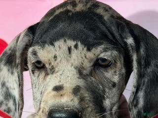 Great Dane dogs AVA - BLACK MERLE - Ad 35