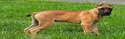 Cane Corso dogs for sale: MAX - Ad 3