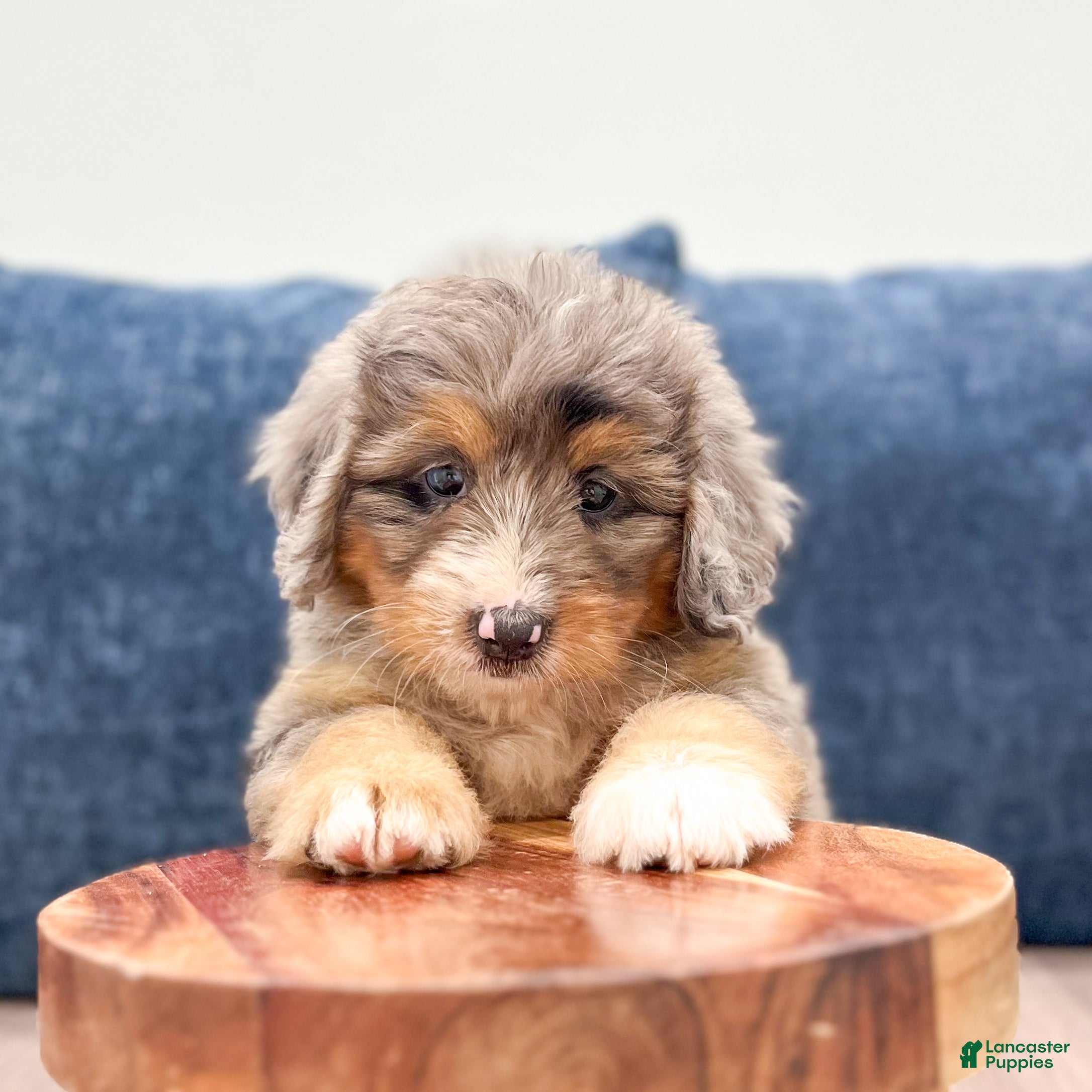 Mini Bernedoodle dogs Paisley - Ad 2
