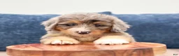 Mini Bernedoodle dogs for sale: Paisley - Ad 2