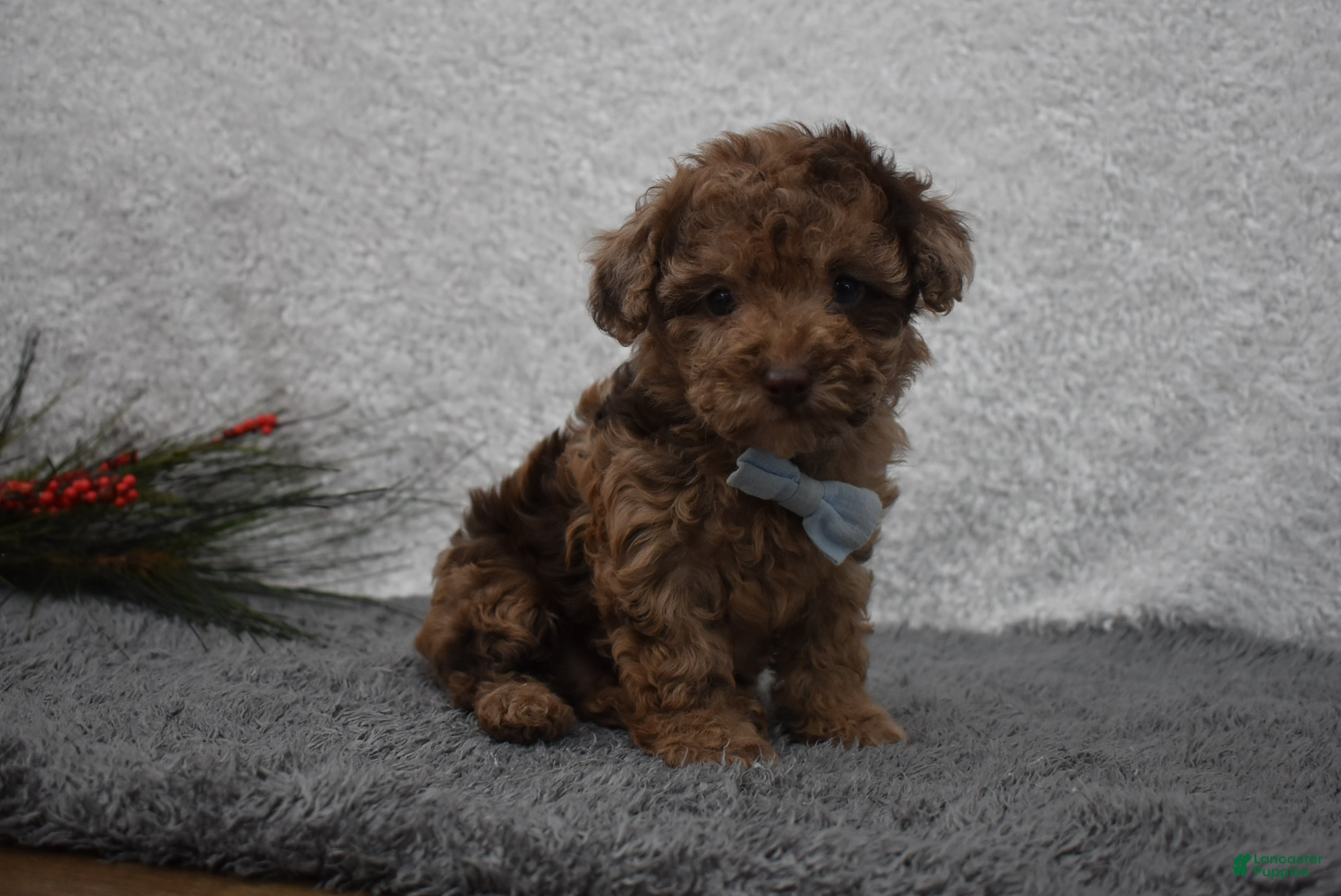 Toy Poodle dogs Toy Poodle Puppy 1 - Ad 9