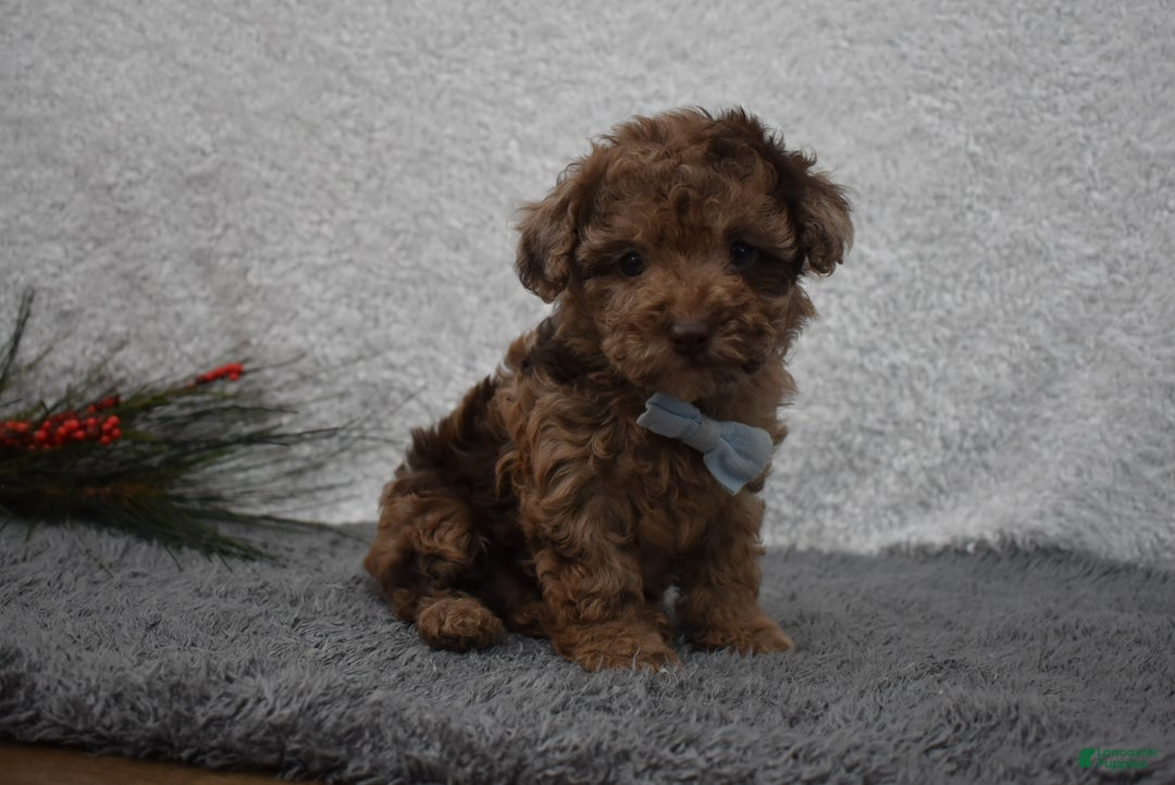 Toy Poodle dogs for sale: Toy Poodle Puppy 1 - Ad 1