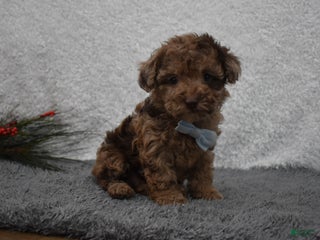 Toy Poodle dogs Toy Poodle Puppy 1 - Ad 42