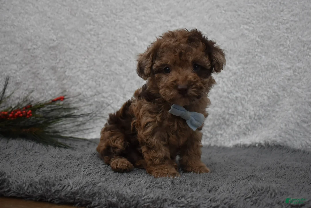 Toy Poodle dogs for sale: Toy Poodle Puppy 1 - Ad 1