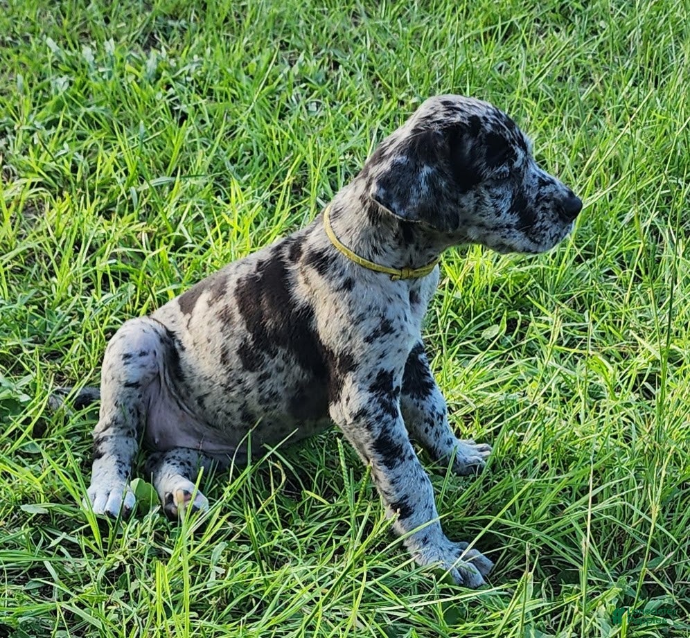 Great Dane dogs Merle Female  - Ad 28