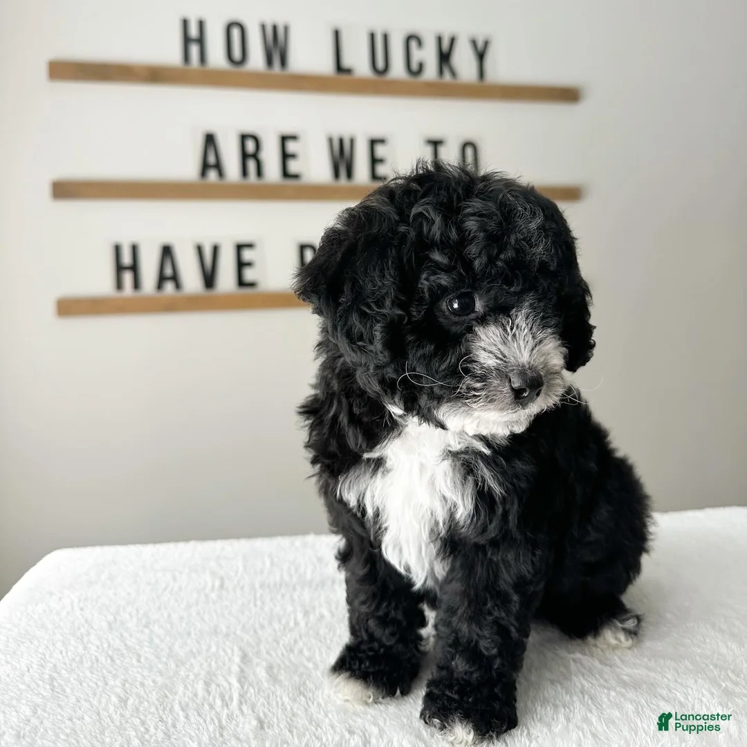 Cavachon dogs for sale: Bullseye - Ad 2