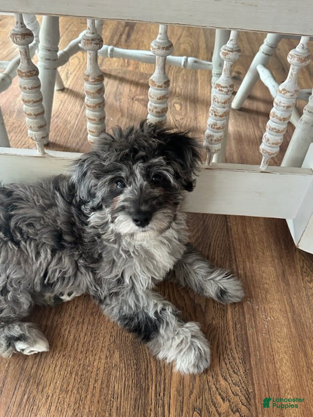 Gallery Image {{count}}