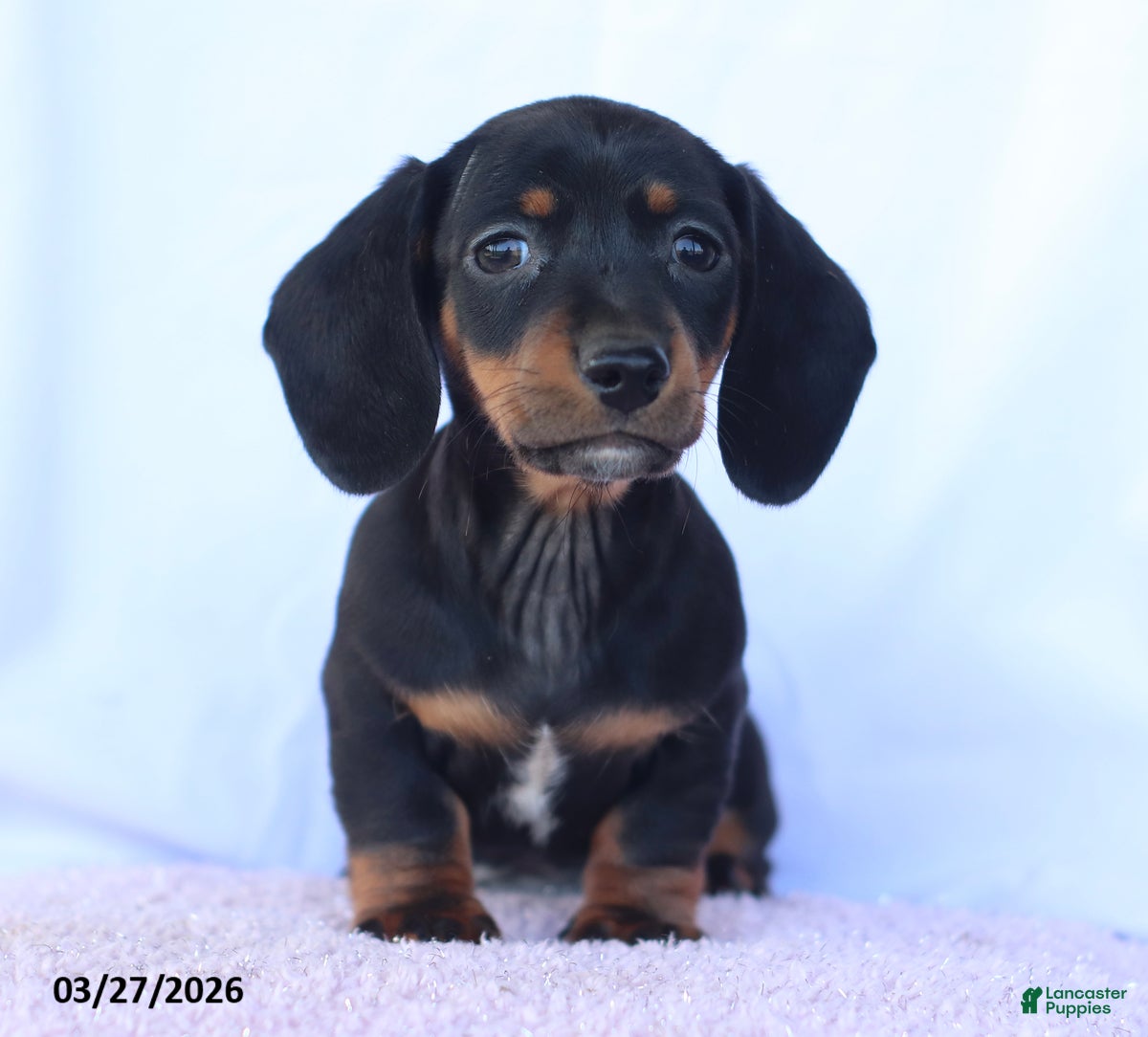 Miniature Dachshund dogs Samson - Ad 1
