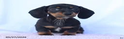 Miniature Dachshund dogs for sale: Samson - Ad 1