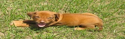 Rhodesian Ridgeback dogs for sale: Rhodesian Ridgeback 1 - Ad 3