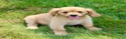 Miniature Golden Retriever dogs for sale: Ginger - Ad 4