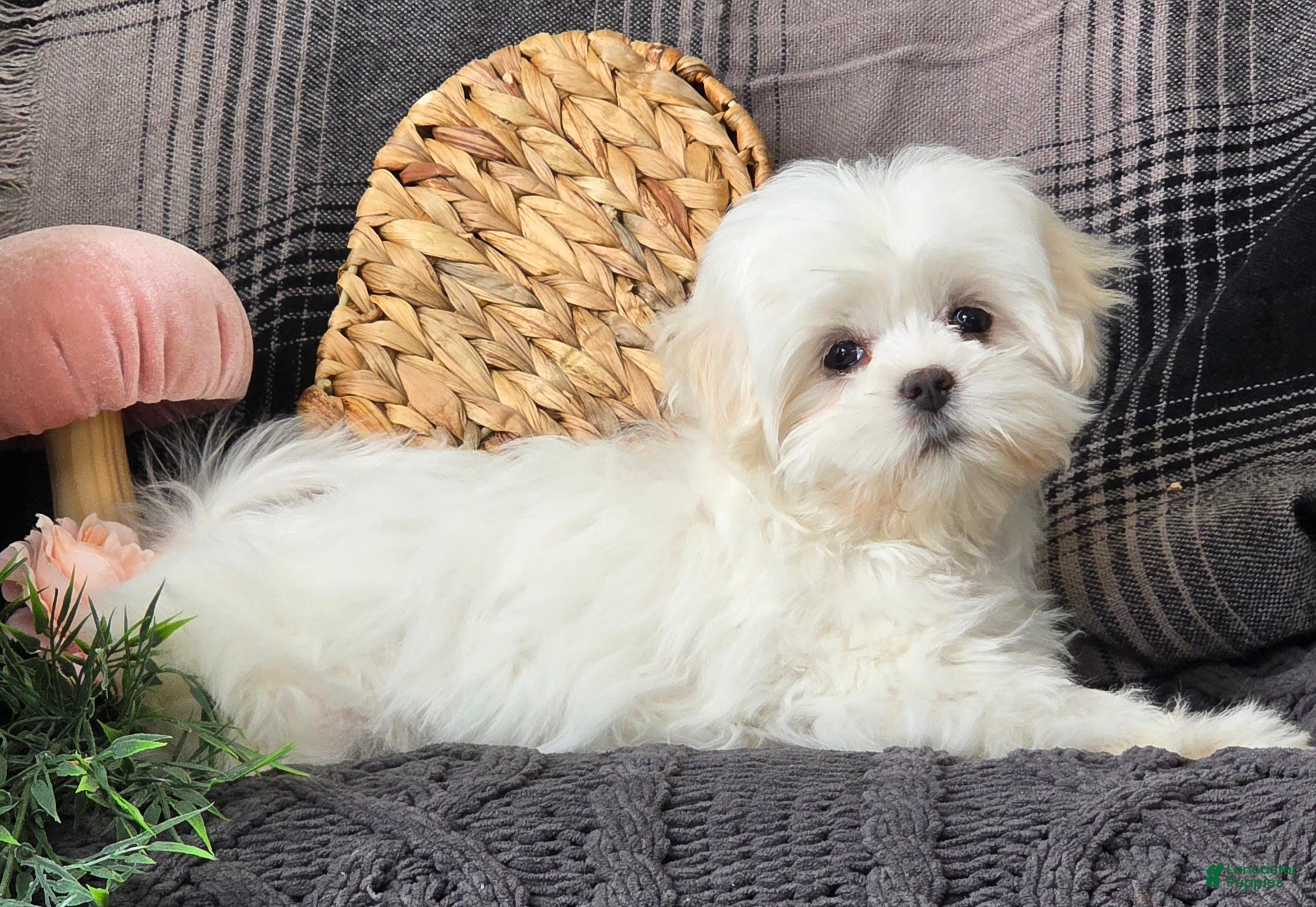 Maltese dogs Sky - Ad 40