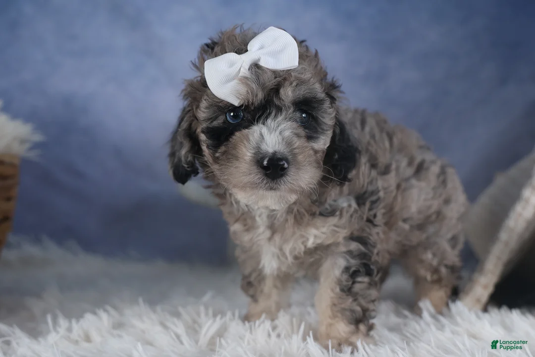 Miniature Poodle dogs for sale: Remington  - Ad 12