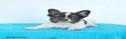 French Bulldog dogs for sale: Dusty - Ad 4
