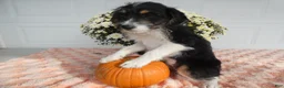 Mixed Breed dogs for sale: Mixed Breed 4   - Ad 4