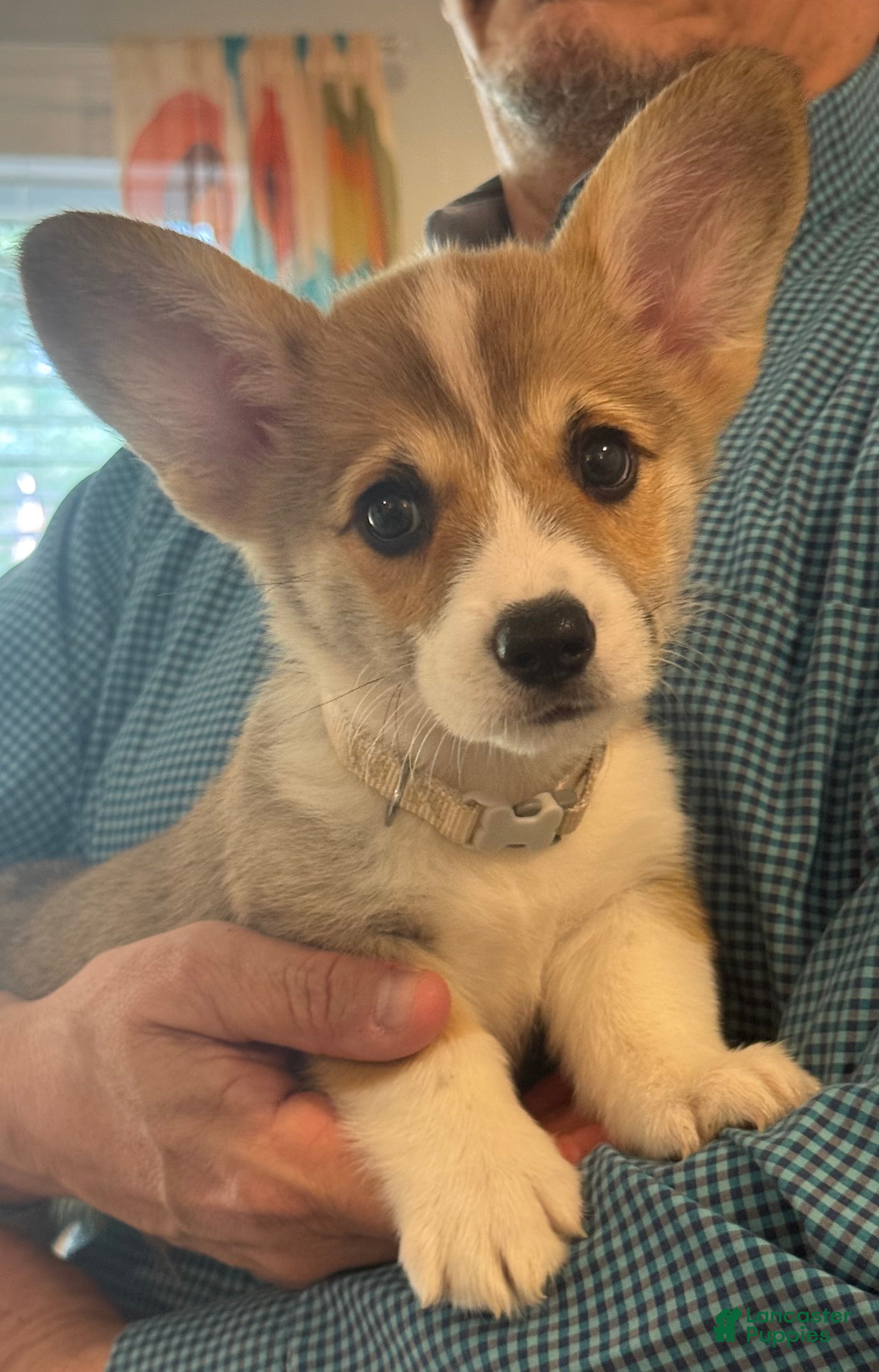 Welsh Corgi Pembroke dogs Carlo (Yellow Collar) - Ad 2