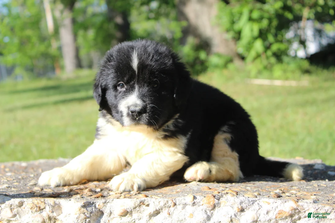 Newfoundland dogs for sale: Molly - Ad 2