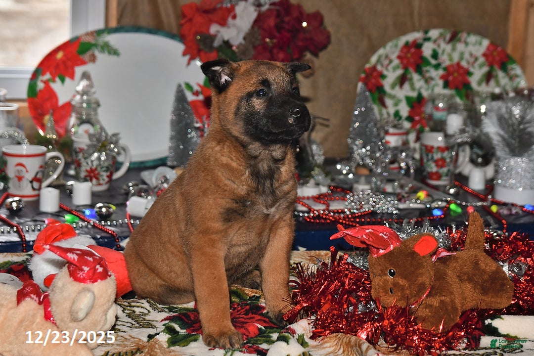 Belgian Malinois dogs for sale: Ivy - Ad 2