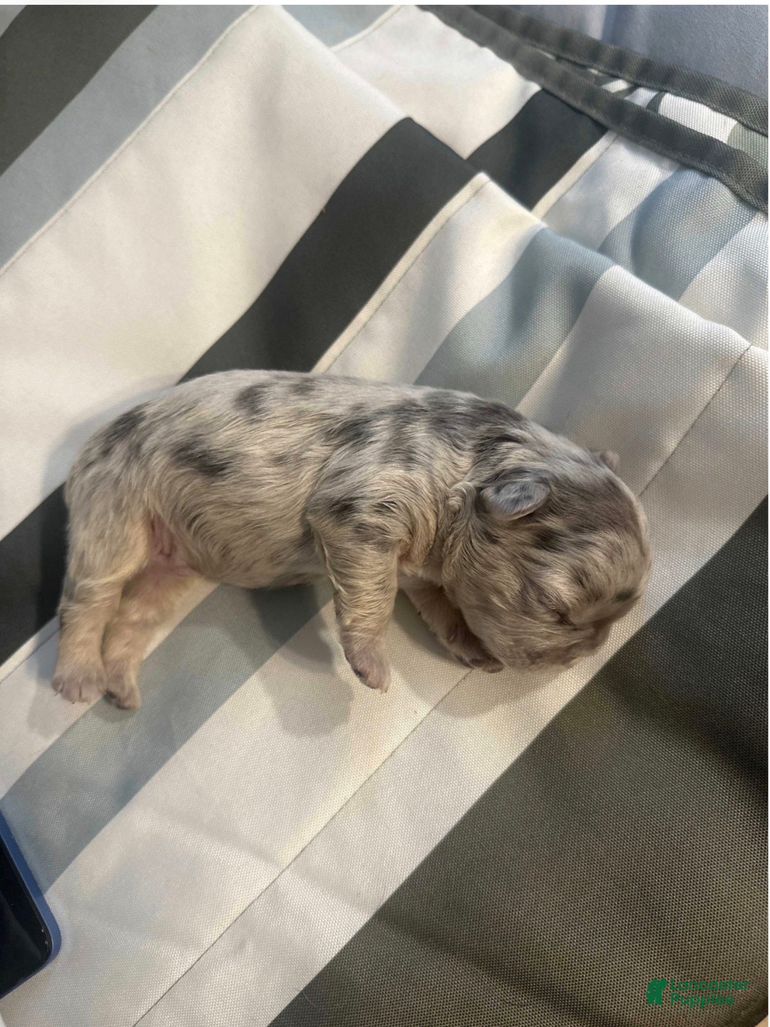 French Bulldog dogs for sale: French Bulldog Puppy 3 - Ad 1