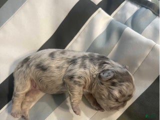 French Bulldog dogs French Bulldog Puppy 3 - Ad 20