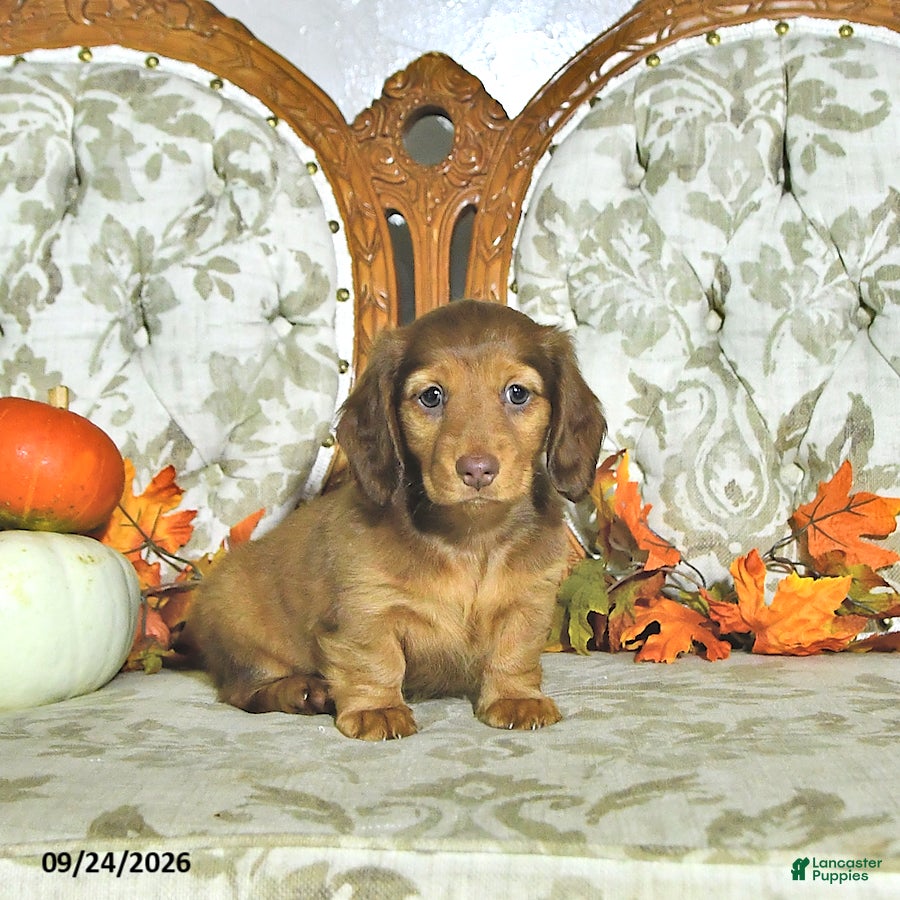 Miniature Dachshund dogs Hazel - Ad 1
