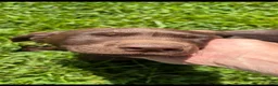 Labrador Retriever dogs for sale: Labrador Retriever 1 - Ad 3