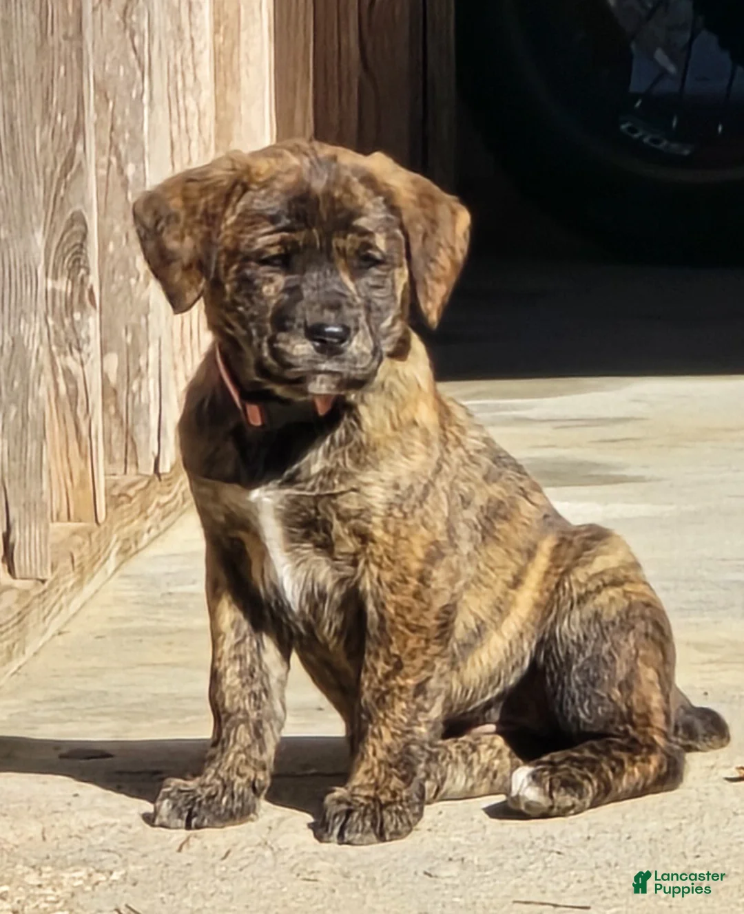Mixed Breed dogs for sale: Sheila -  Puppy 4 - Ad 8