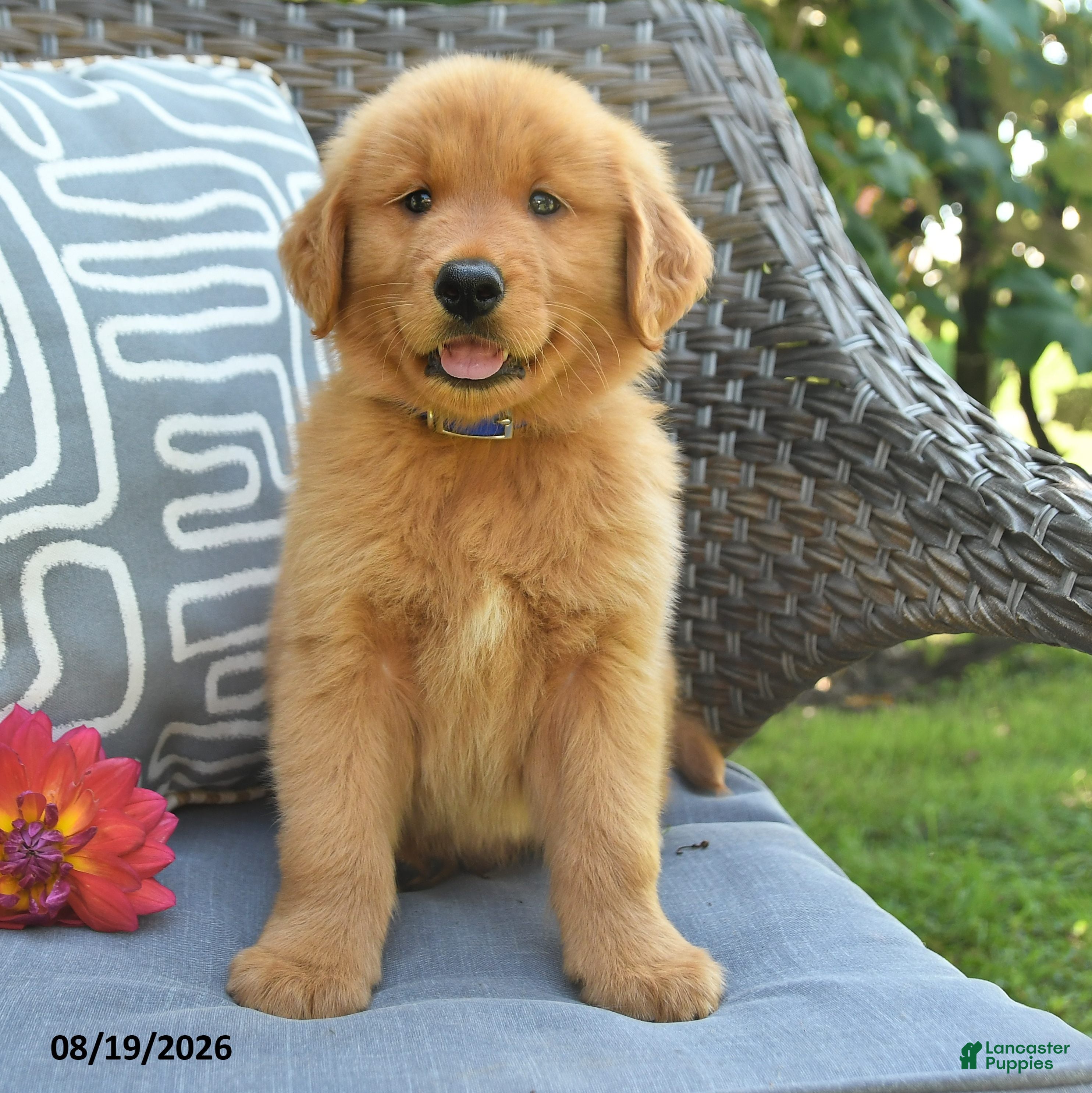 Golden Retriever dogs Mike - Ad 2