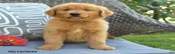 Golden Retriever dogs for sale: Mike - Ad 2