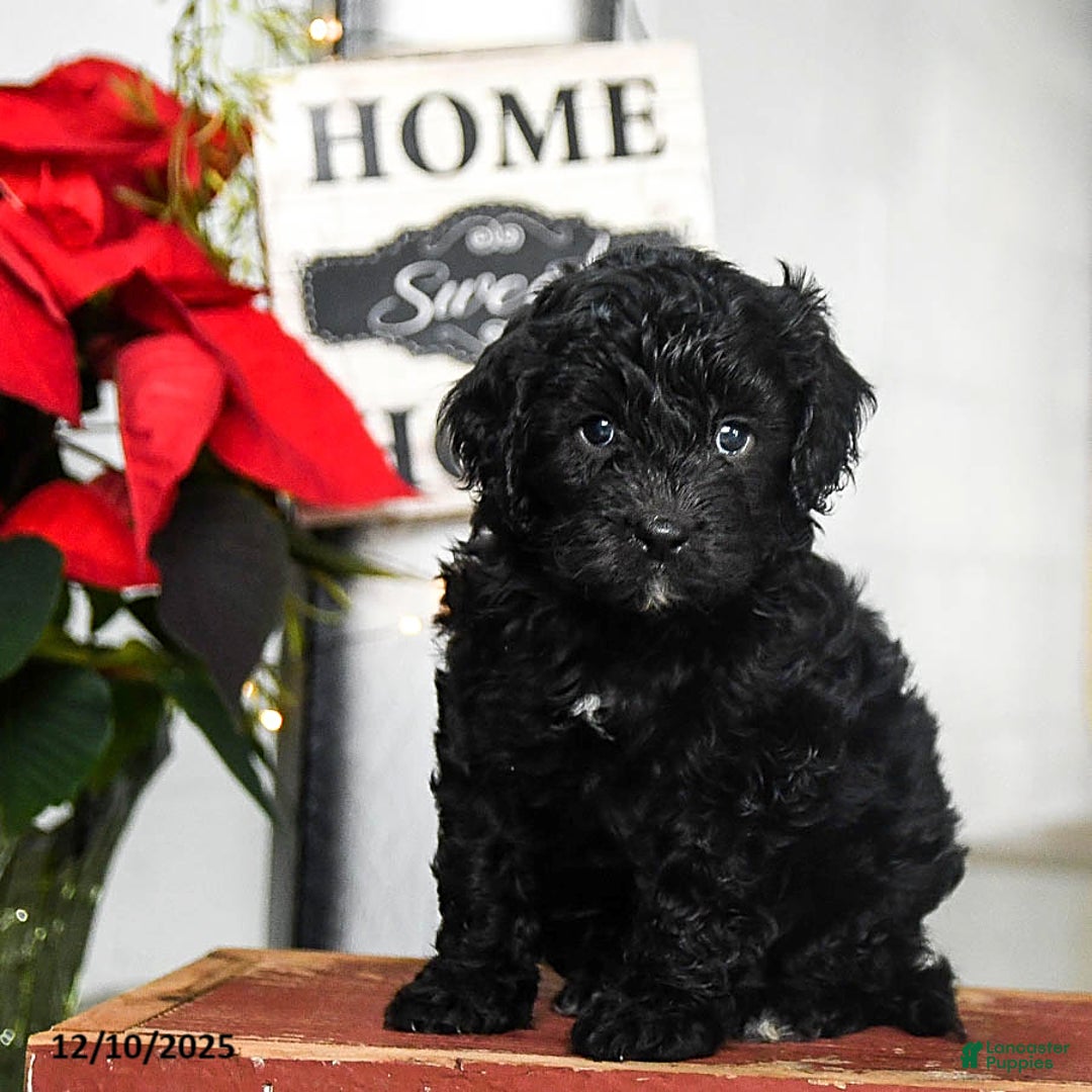 Cavapoo dogs for sale: Felix - Ad 1