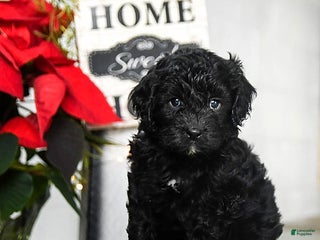 Cavapoo dogs Felix - Ad 42