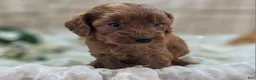 Cockapoo dogs for sale: Milan - Ad 18