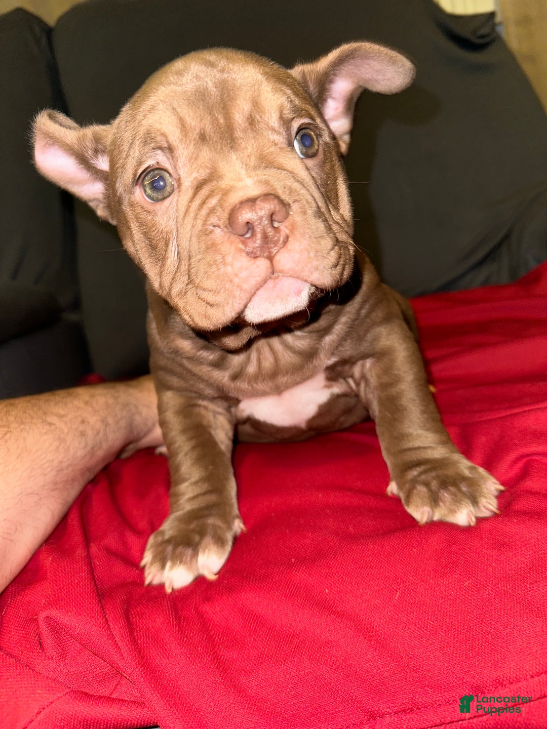 American Bully dogs for sale: Pepper - Ad 1