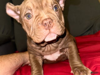 American Bully dogs Pepper - Ad 16