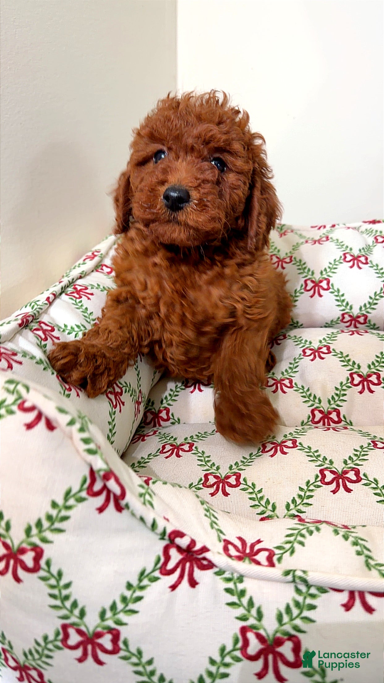 Toy Poodle dogs Cartier  - Ad 34