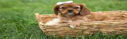 Cavalier King Charles Spaniel dogs for sale: Sierra 🤎🐶 - Ad 9