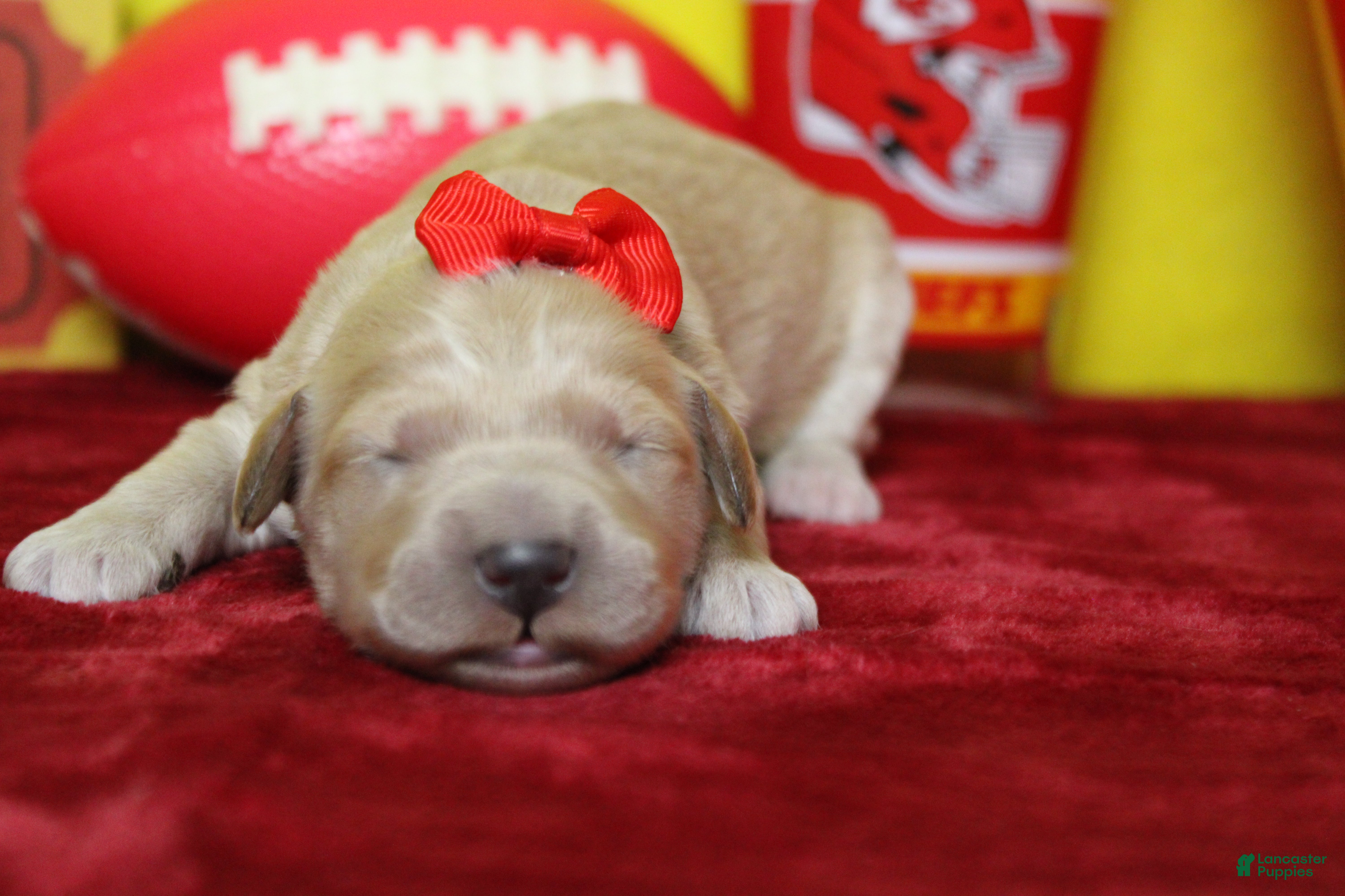 Goldendoodle dogs Cocoa - Ad 26