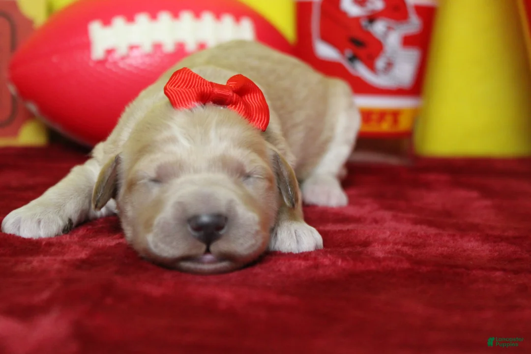 Goldendoodle dogs for sale: Cocoa - Ad 1