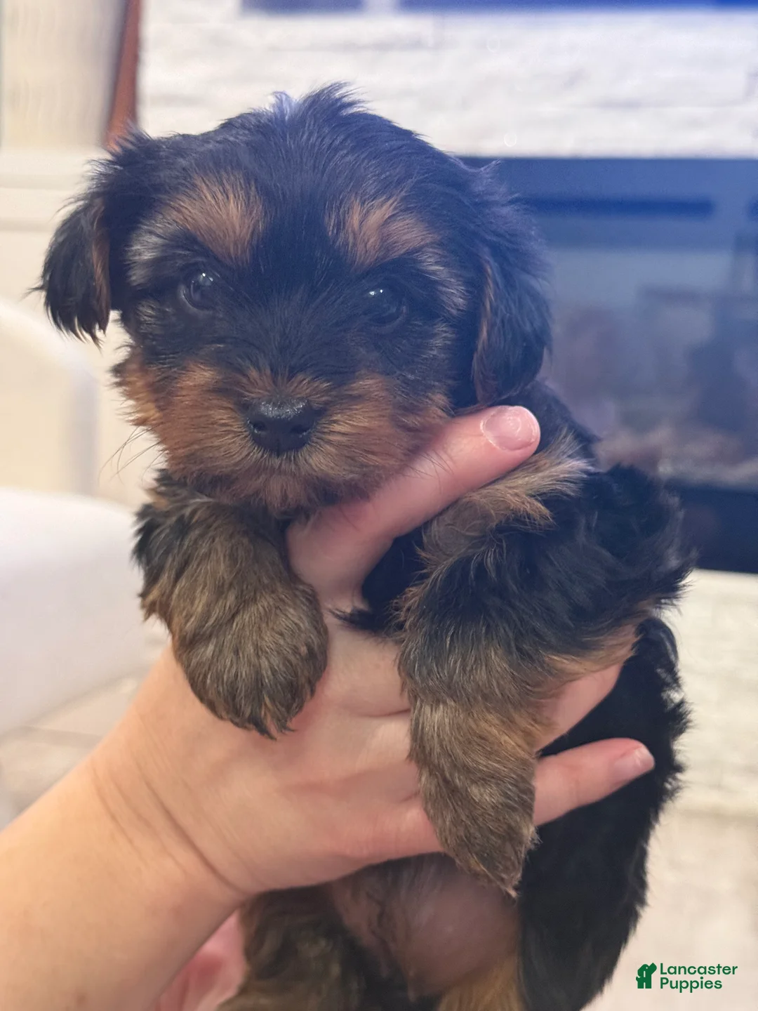 Yorkshire Terrier dogs for sale: Yorkshire Terrier Puppy 2 - Ad 1
