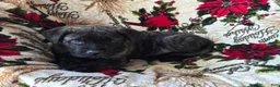 English Mastiff dogs for sale: Duke ❤️AKC 🐾 Ready to go home - Ad 3
