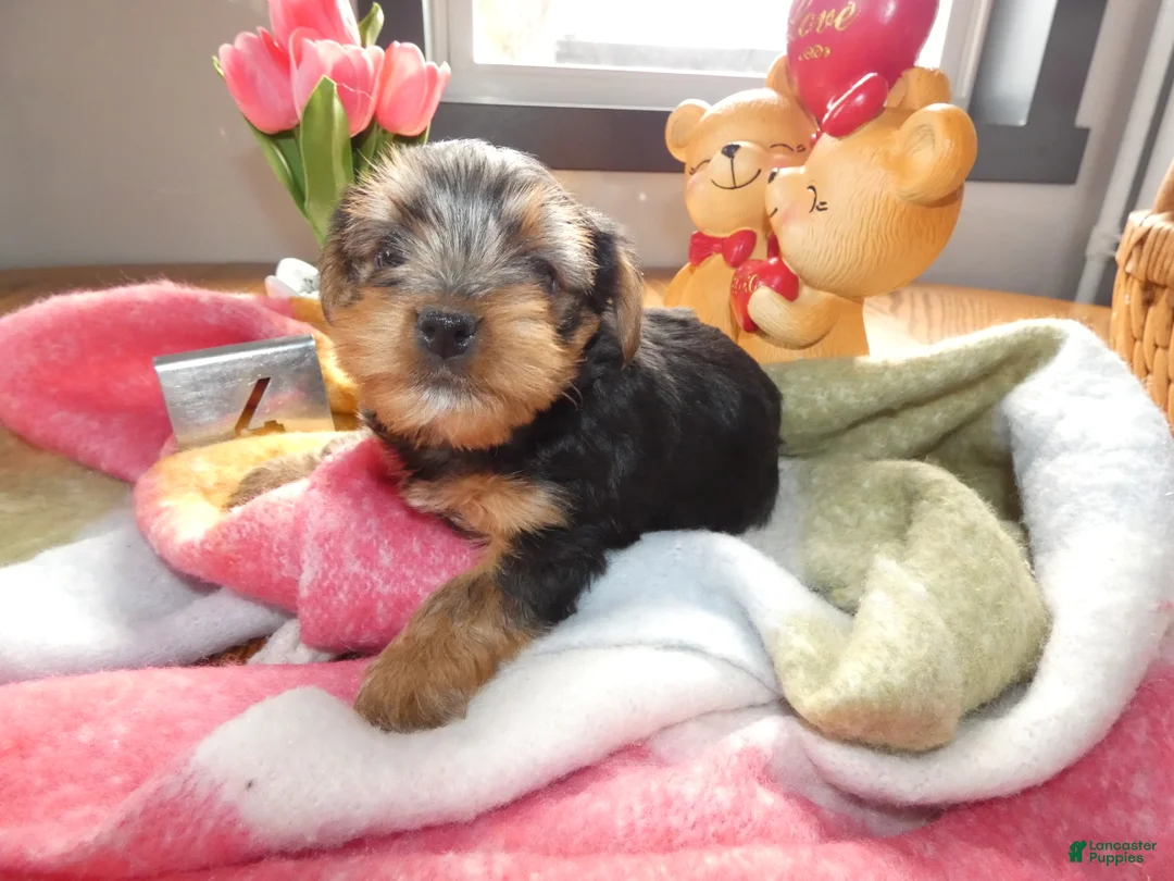 Yorkshire Terrier dogs for sale: Yorkshire Terrier Puppy 4 - Ad 4