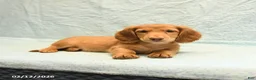 Dachshund dogs for sale: Linn - Ad 4