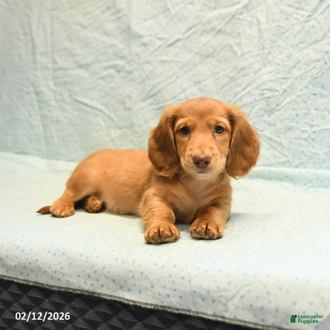 Dachshund dogs for sale: Linn - Ad 4