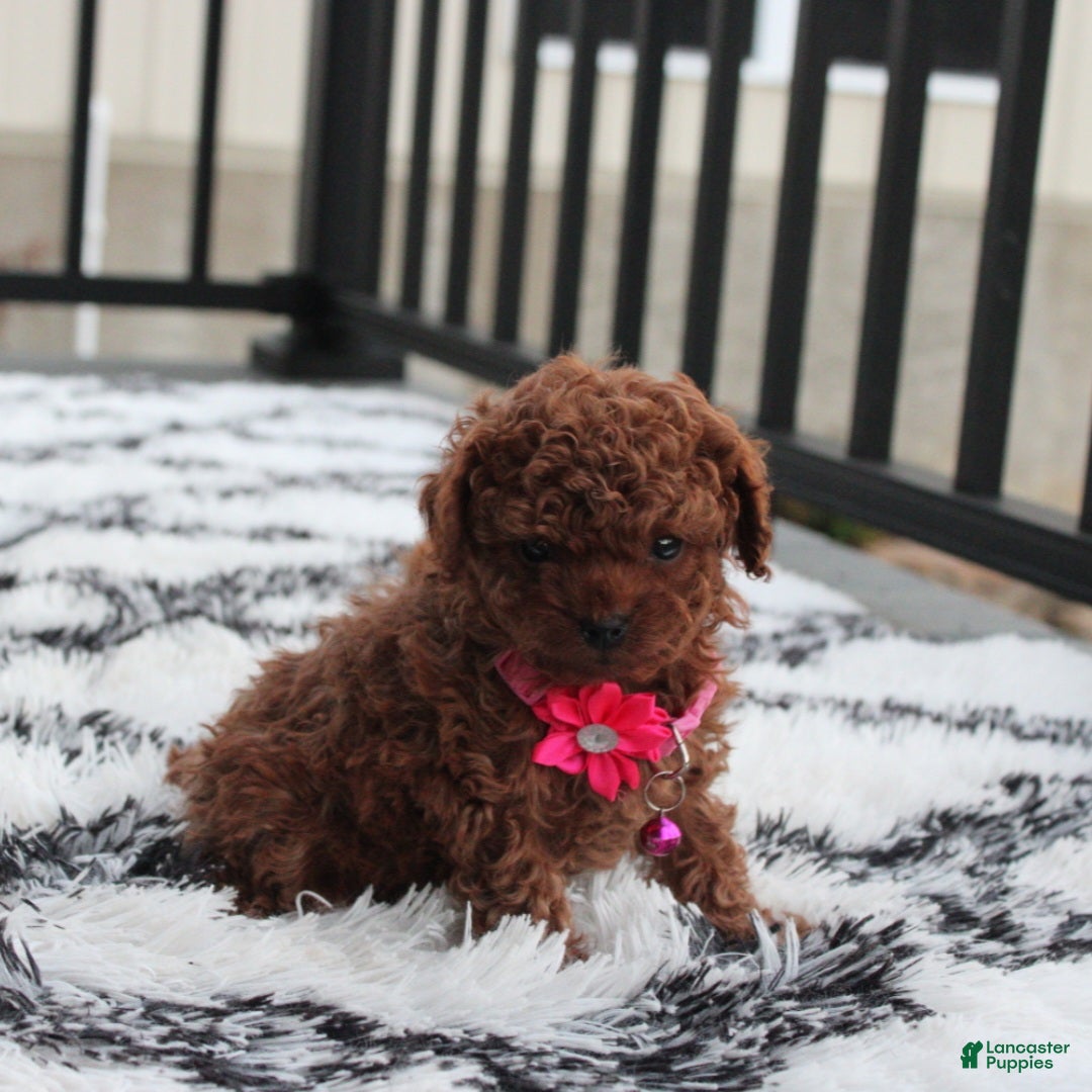 Toy Poodle dogs for sale: Bella - Ad 13