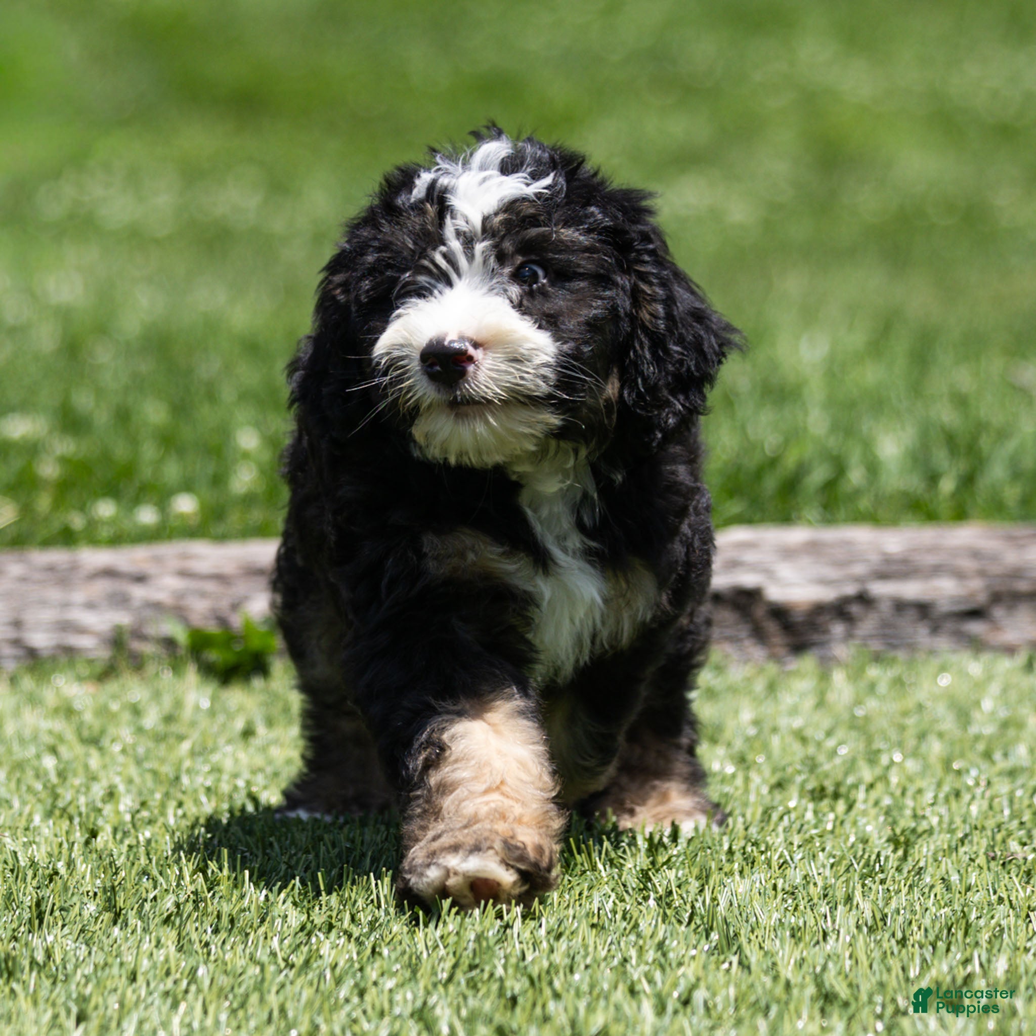 Bernedoodle dogs Banks Bernedoodle Puppy  - Ad 2