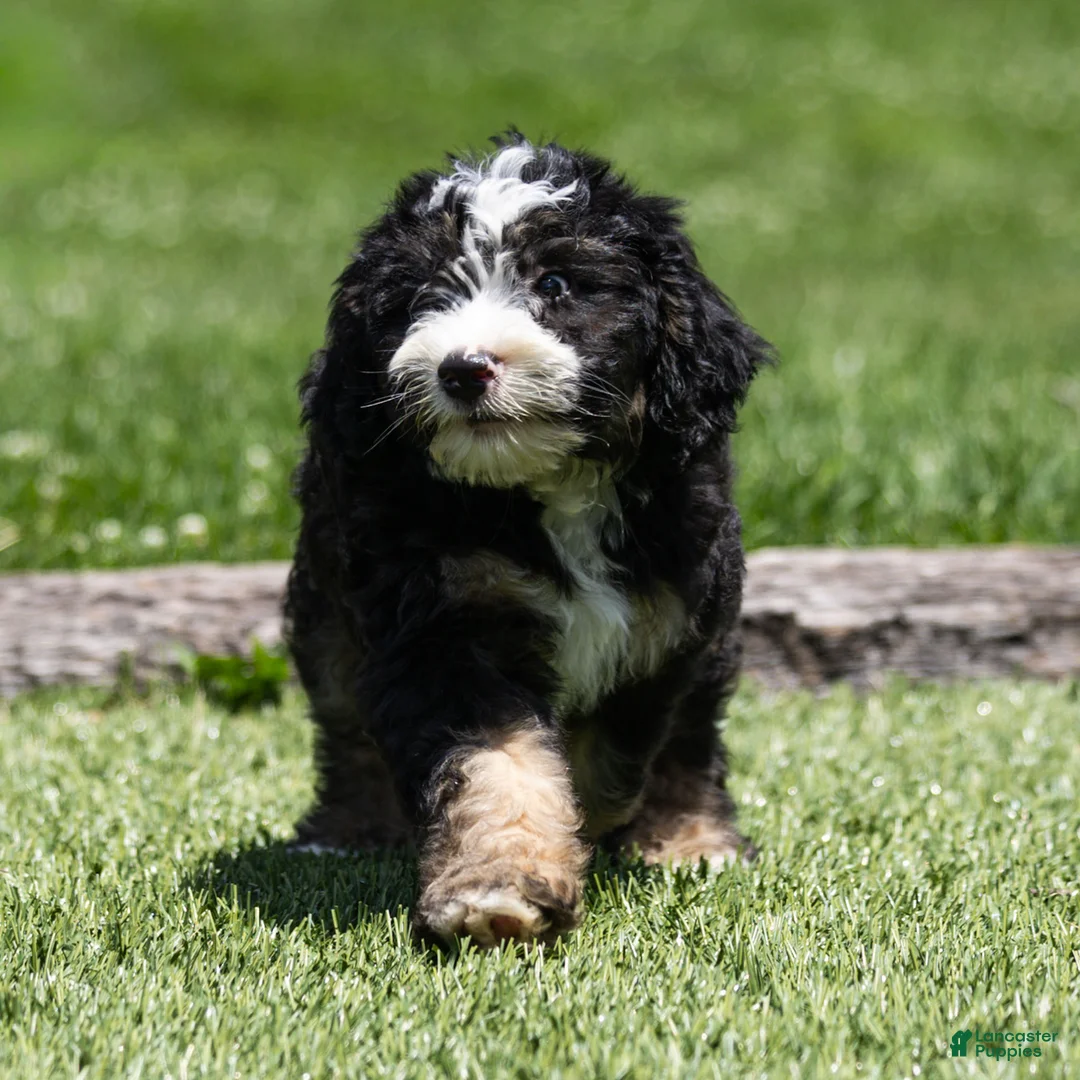 Bernedoodle dogs for sale: Banks Bernedoodle Puppy  - Ad 2