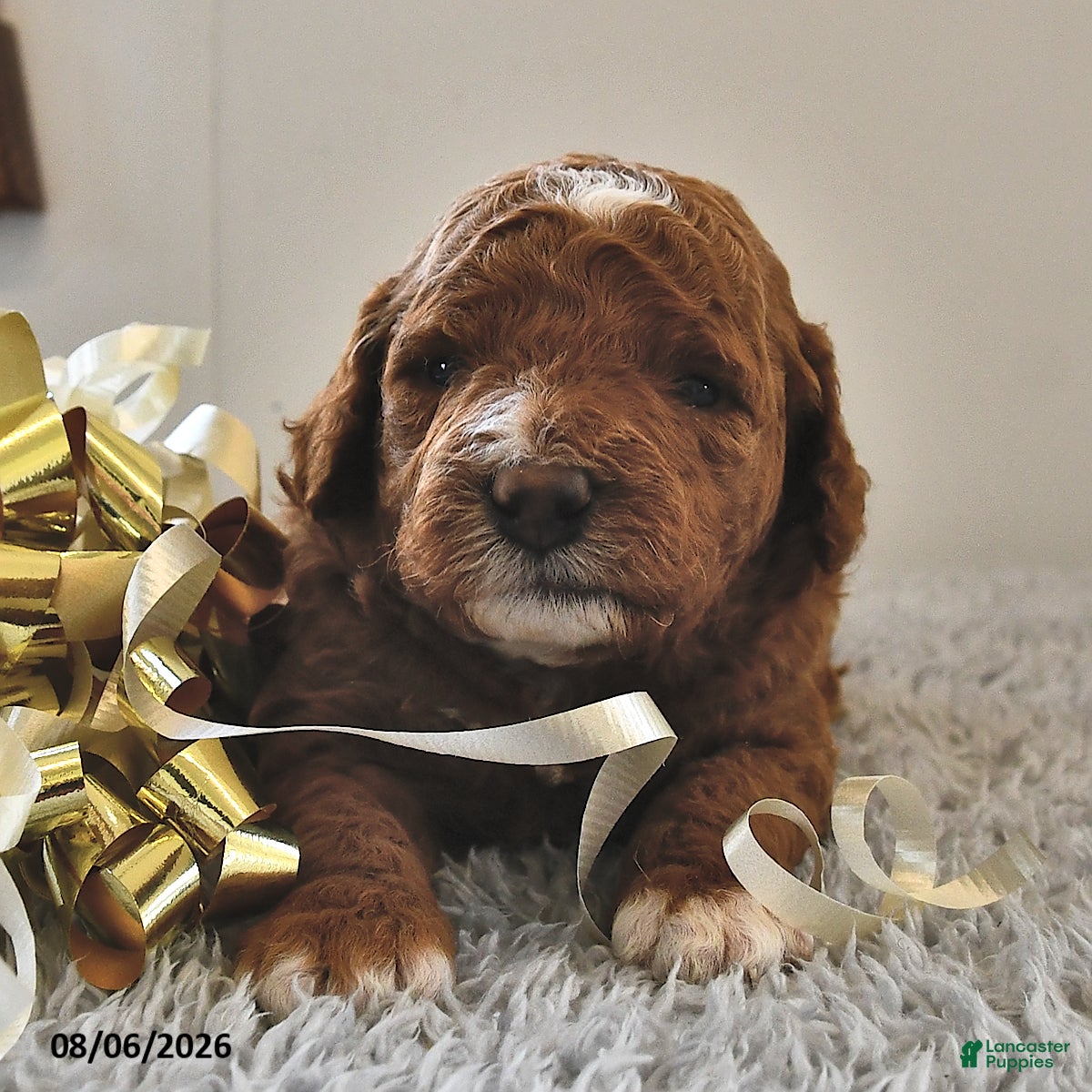 Mini Goldendoodle dogs Louie - Ad 1