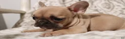 French Bulldog dogs for sale: Link - Ad 9